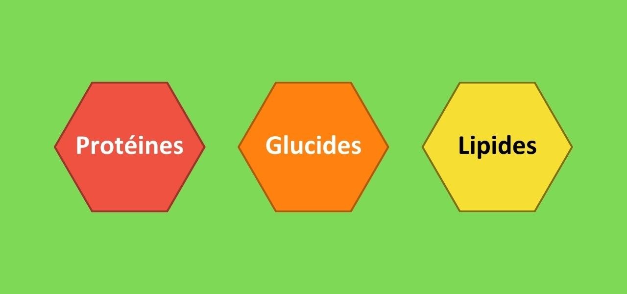 Absorption des calories - 2